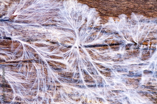 Canvastavla fungus mycelium on damp wood board Fibroporia syn