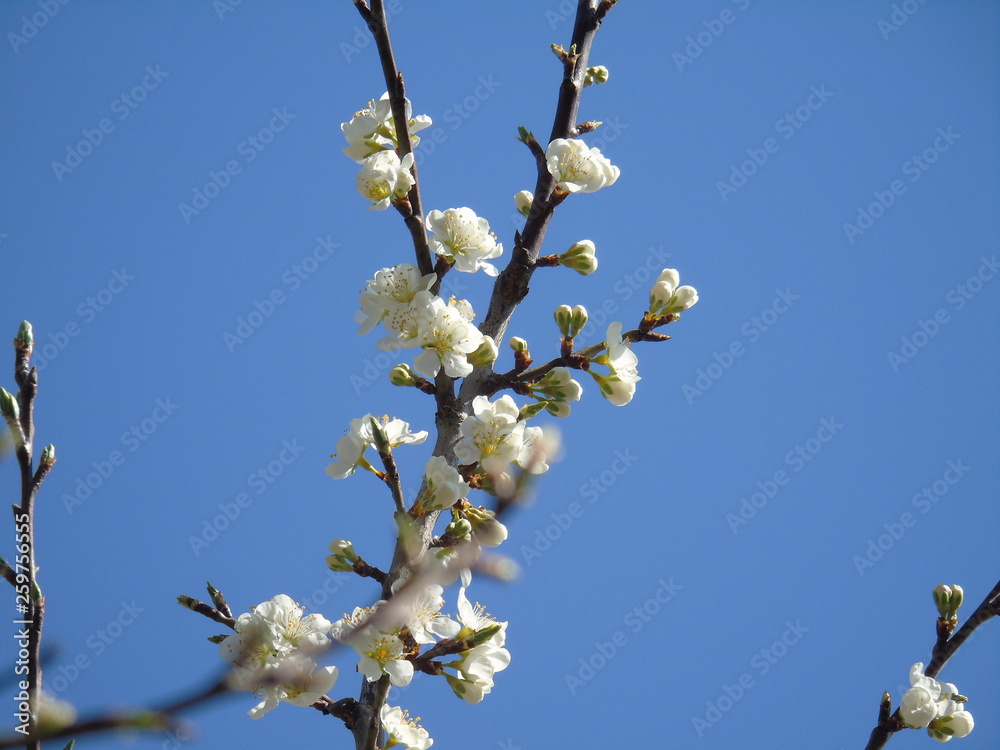 Liguria, Italy – 03/31/2019: Beautiful caption of the cherry tree and other different fruit plants with first amzing spring flowers in the village and an incredible blue sky in the background. Liguria, Italy – 03/31/2019: Beautiful caption of the cherry tree and other different fruit plants with first amzing spring flowers in the village and an incredible blue sky in the background.