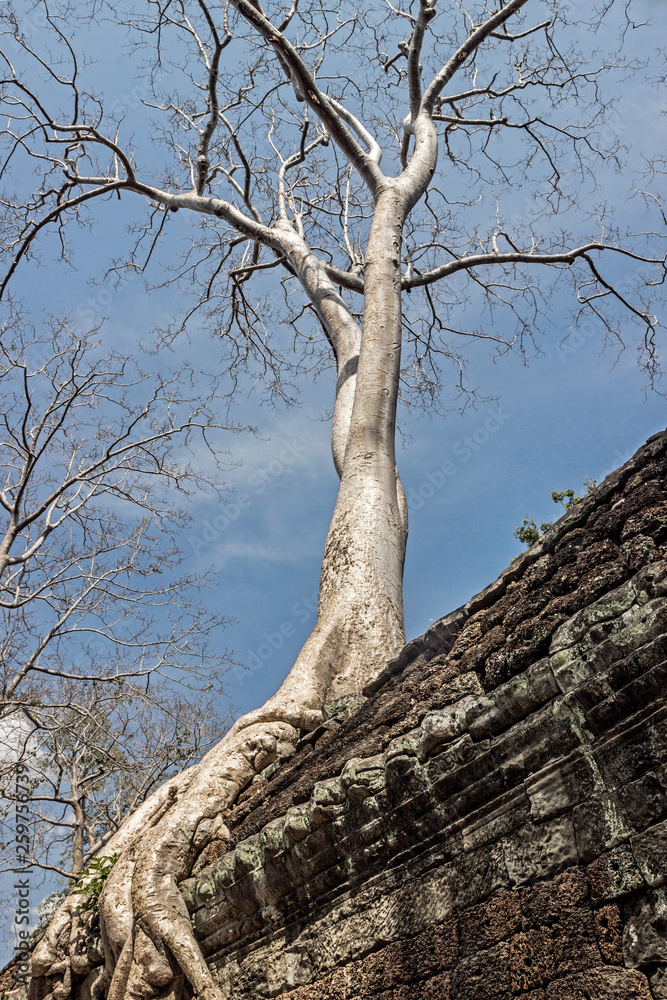 rooftop tree in temple at Angkor Wat rooftop tree in temple at Angkor Wat