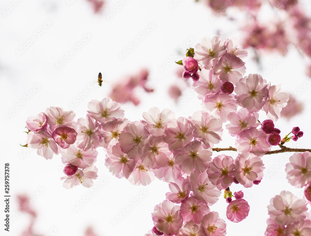 Blüten der japanischen Zierkirsche mit Wespe