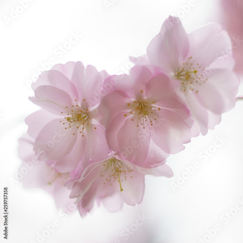 Blüten der japanischen Zierkirsche © Roberto Schettler