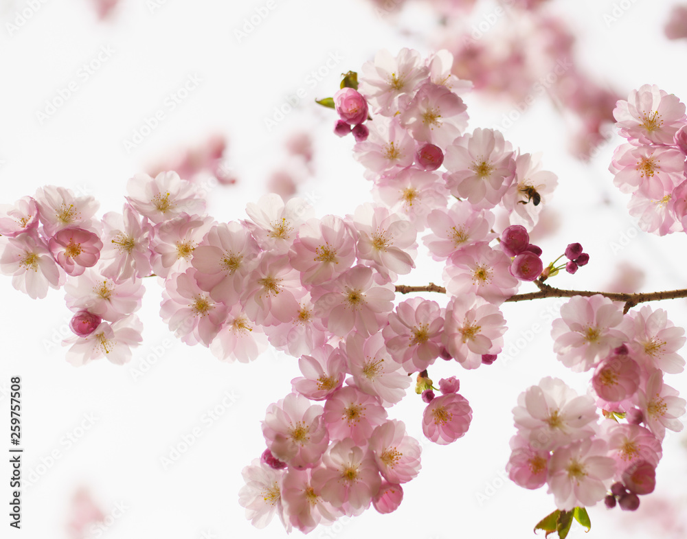 Blüten der japanischen Zierkirsche