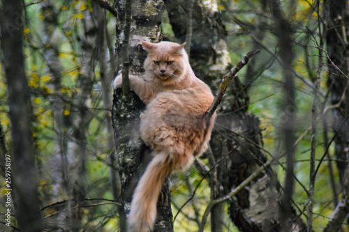 Dziki kot siedzący na drzewie w lesie. Bieszczady, Polska