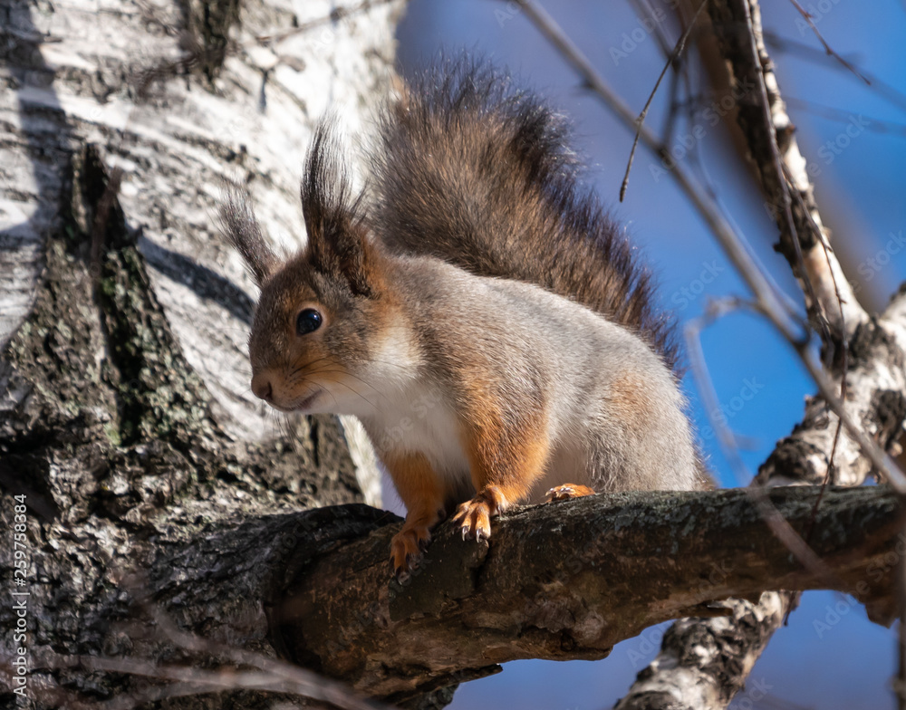 Obraz premium Beautiful fluffy squirrel sitting on a tree branch