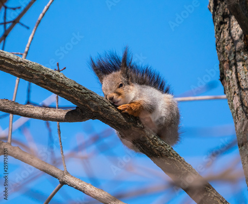 Beautiful fluffy squirrel sitting on a tree branch © kotopalych