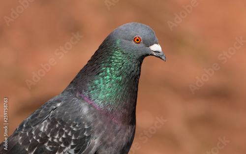 Close up of a pigeon / rock dove. Taken in Cardiff, South Wales, UK
