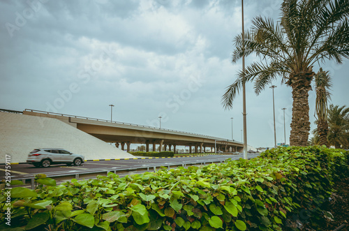 bridge with sky and plants 