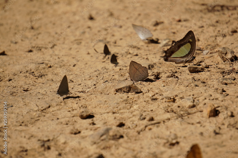 autumn butterfly a lot of on the sand autumn butterfly a lot of on the sand