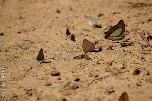 autumn butterfly a lot of on the sand