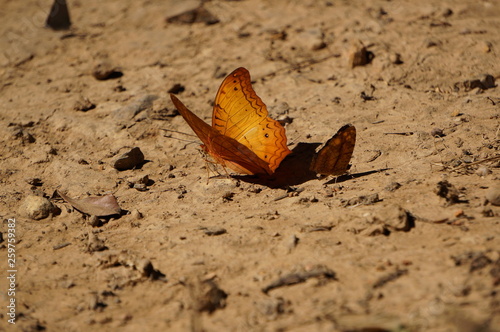 butterfly on  the ground