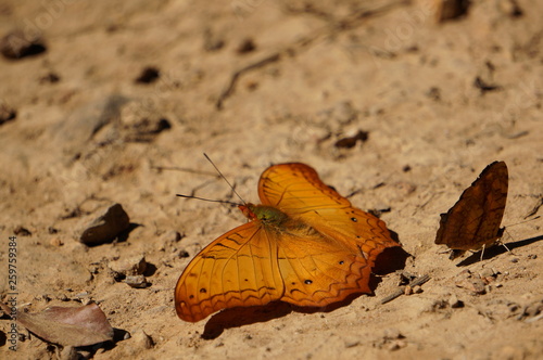butterfly on  the ground