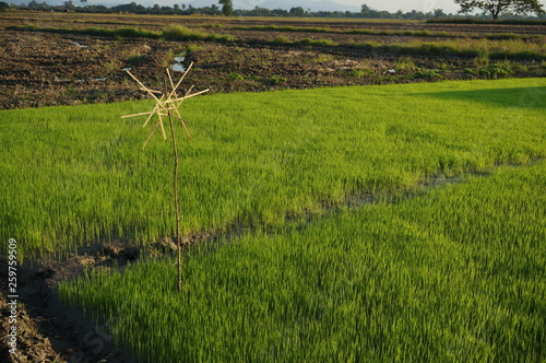 green field