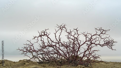 desert thorn, winter desert, Karyn Zharyk photo