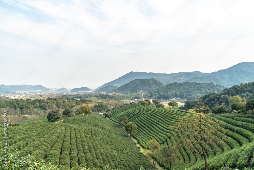 landscape of tea garden in hangzhou china