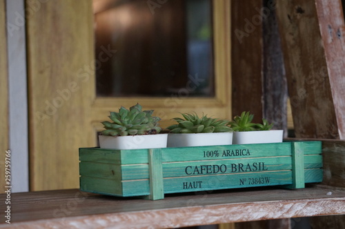 cactus in pots on wall