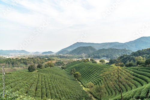 landscape of tea garden in hangzhou china