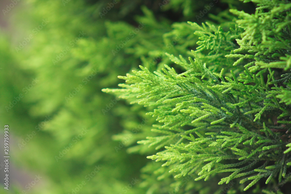 Background with branches of green plants. Botanical summer vertically oriented backdrop. arborvitae. juicy greens. 