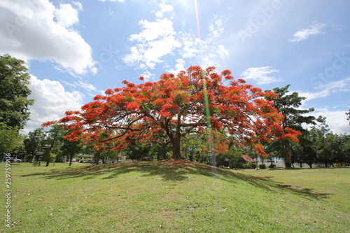 red tree in autumn