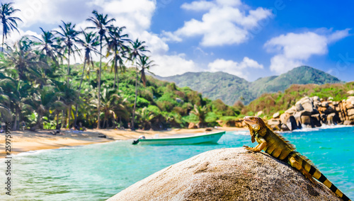 View on iguana on a rock in national park Tayrona in Colombia photo