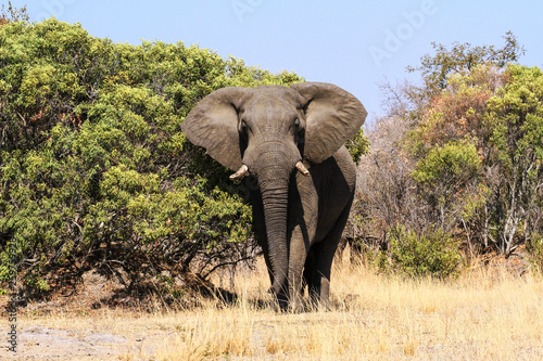 Frontalansicht eines großen Elefantenbullen mit aufgestellten Ohren neben einem Baum im Krüger Nationalpark in Südafrika