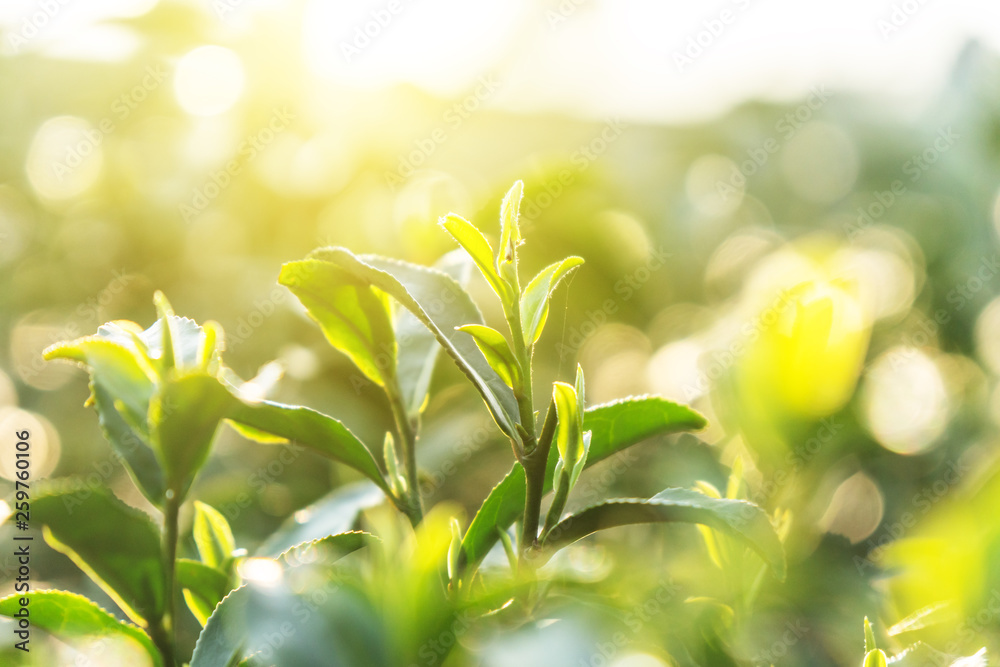 close-up of tea leaf 