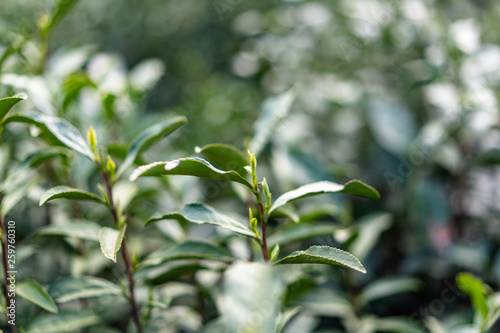 close-up of tea leaf 
