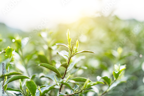 Plakat close-up of tea leaf 