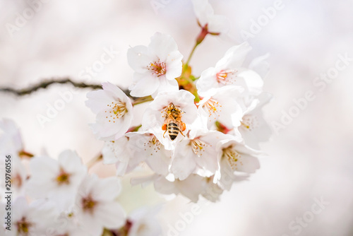 Biene bestäubt Kirschbaumblüten © marcus_hofmann