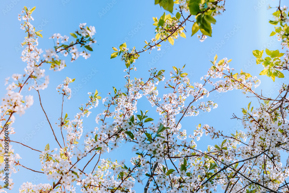 Blooming spring branches of cherry in the blue sky Blooming spring branches of cherry in the blue sky