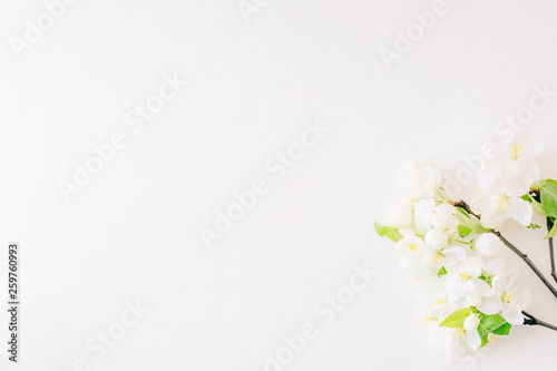 Flat lay composition with white spring flowers on white background