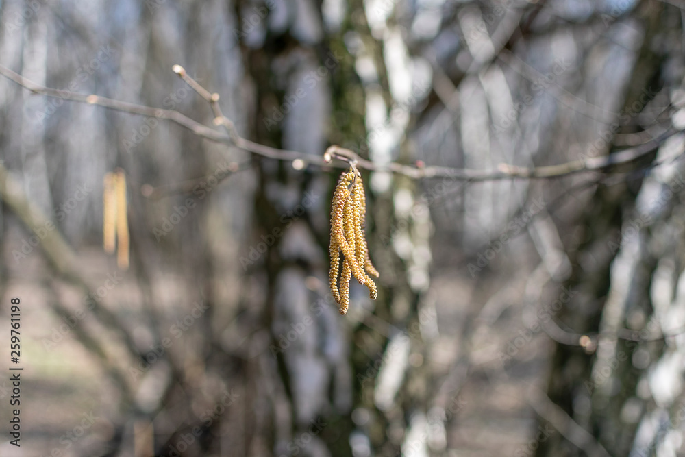 A branch of a tree with last year's inflorescences against the background of birches in the spring forest A branch of a tree with last year's inflorescences against the background of birches in the spring forest