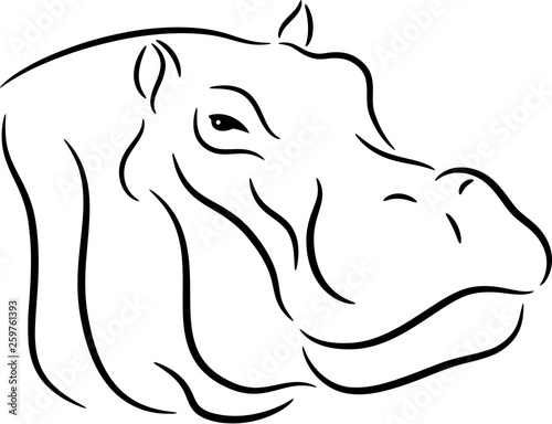 Hippopotamus