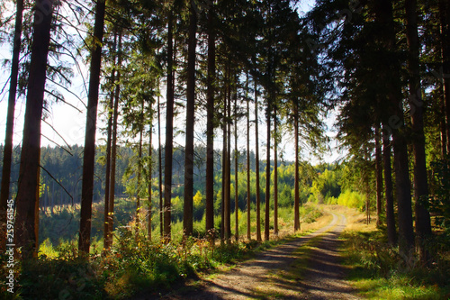 lichter Waldweg zwischen Fichten im Herbst im Idarwald im Hunsrück