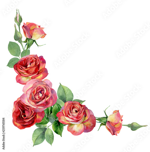 Corner of watercolor  yellow-red roses on a white background. For greetings  invitations  weddings  birthdays