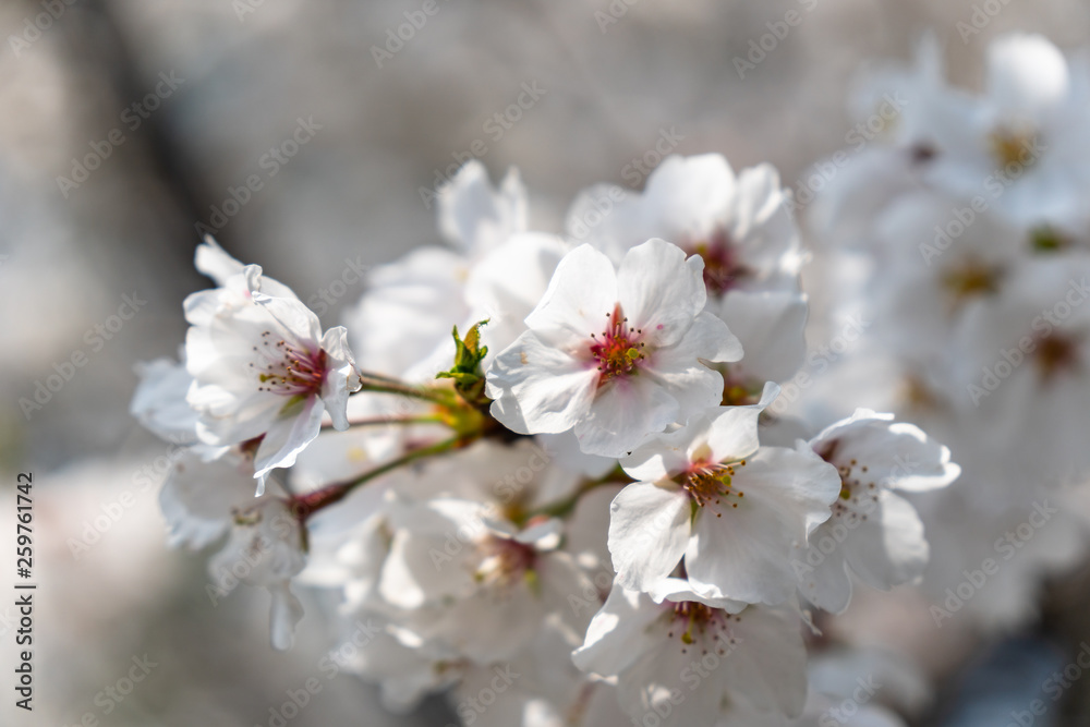 sakura in park sakura in park