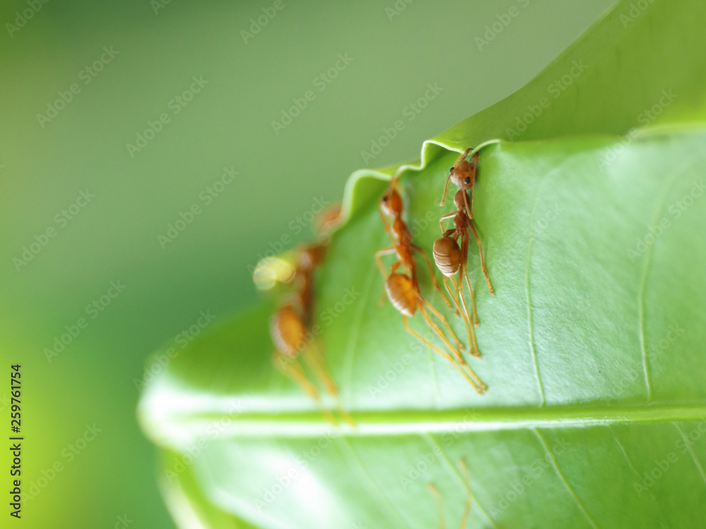 Red Ants are Building Nest. Red Ants are Building Nest.