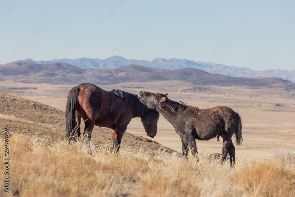 Wild Horses in Utah in Winter