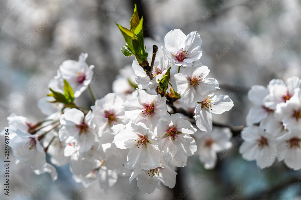 sakura in park