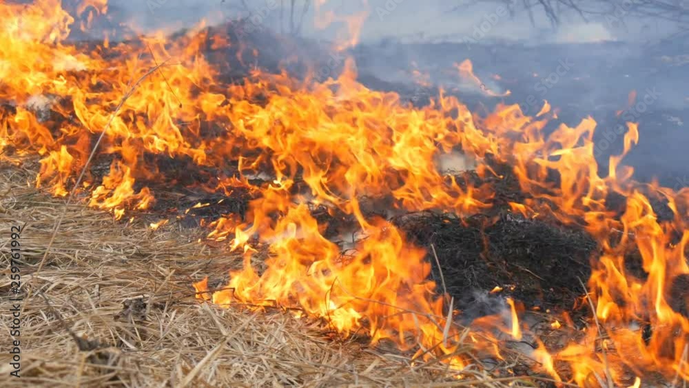 Dangerous wild fire in nature, burns dry grass. Burnt black grass in a forest glade Dangerous wild fire in nature, burns dry grass. Burnt black grass in a forest glade