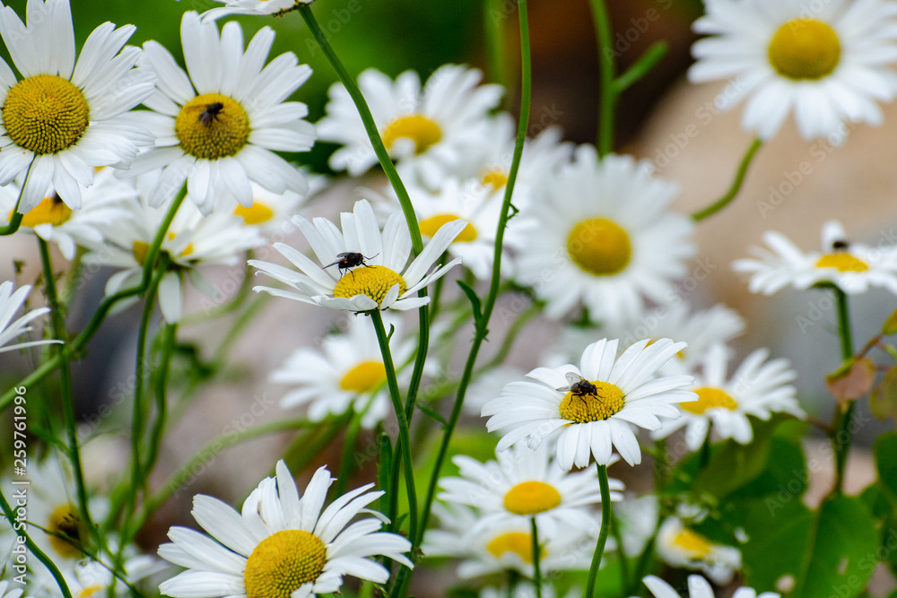 Obraz premium Wild daisies with flies growing in Duck Mountain Provincial Park