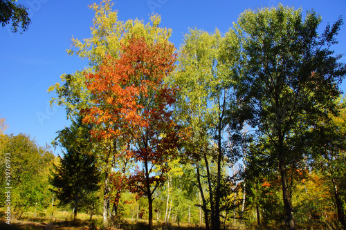 bunt gefärbte Laubbäume im Herbst an einem Waldparkplatz