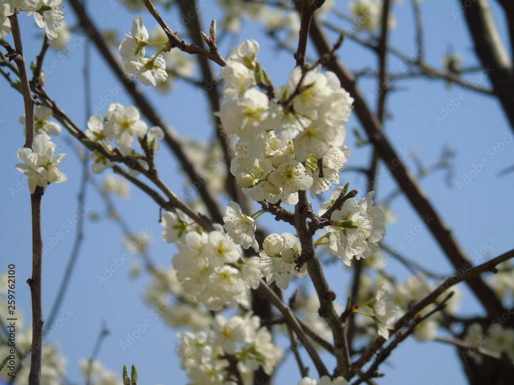 Liguria, Italy – 03/31/2019: Beautiful caption of the cherry tree and other different fruit plants with first amzing spring flowers in the village and an incredible blue sky in the background. Liguria, Italy – 03/31/2019: Beautiful caption of the cherry tree and other different fruit plants with first amzing spring flowers in the village and an incredible blue sky in the background.