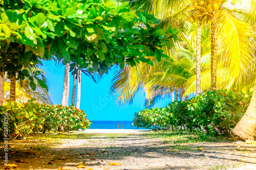 View on path on a Palm Tree Forest to the beach in Palomino, Colombia photo