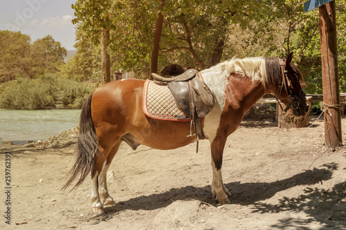 Horse riding near the Acherontas river (Epirus, Greece) photo