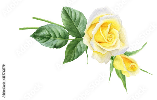 Watercolor bouquet of yellow roses flowers, buds, leaves. Floral logo. Frame for cards.