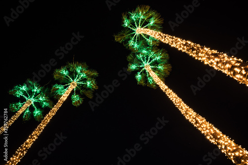 palm trees light by lights in the dark