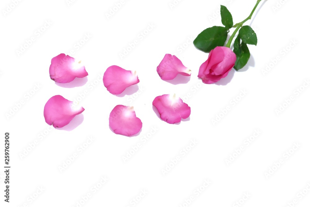 In selective a sweet pink rose blossom with a group of corollas on white isolated background In selective a sweet pink rose blossom with a group of corollas on white isolated background