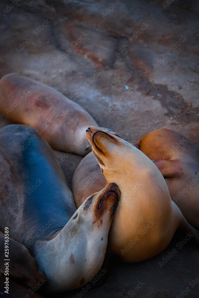 Fototapeta premium Seal