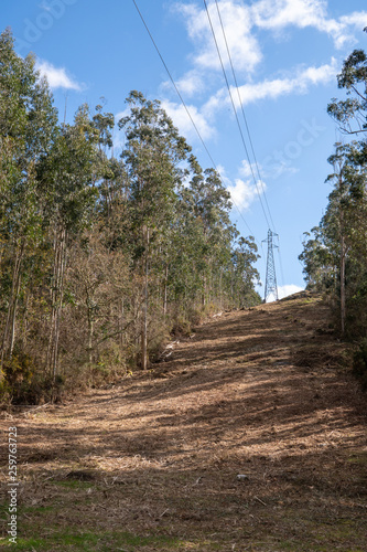 Canvas-taulu High voltage power line in a forest