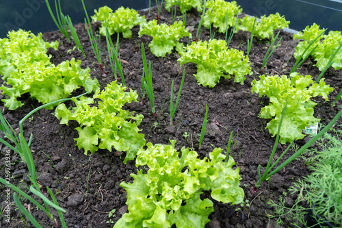 Pflanzen im Gewächshaus Gemüse Salat Kohlrabi Zwiebeln Radieschen